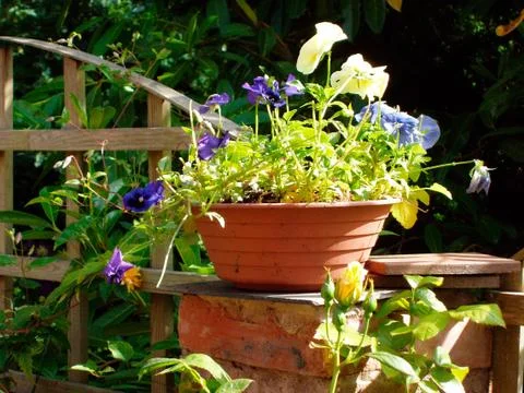 Flower pot Stock Photos