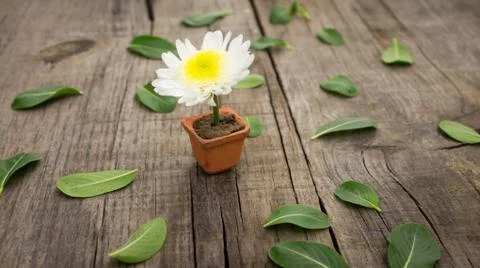 Flower pot Stock Photos