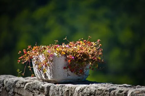 Flower pot Foto stock