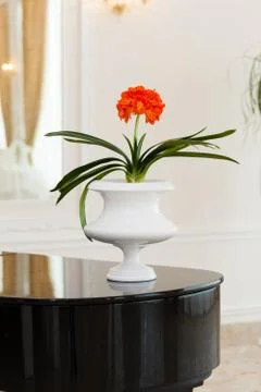 Flower pot Stock Photos