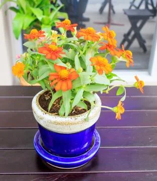 Flower pot Stock Photos