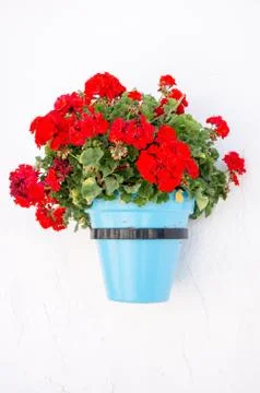 Flower pot Stock Photos