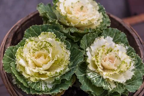 Flower Pot Stock Photos