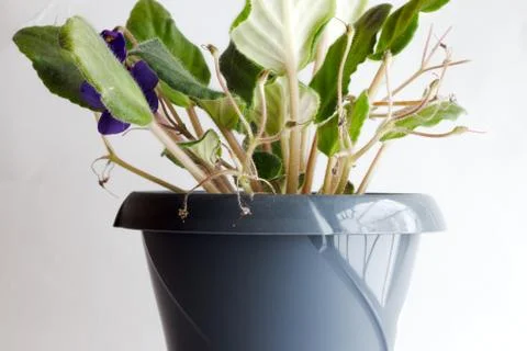 Flower in a pot Stock Photos