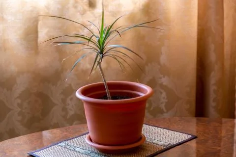Flower in a pot 스톡 사진