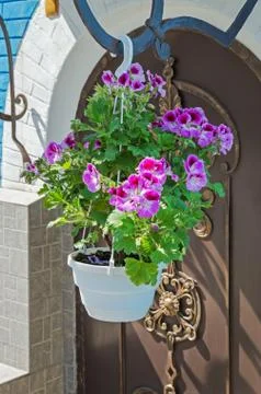 Flower in pot Foto stock