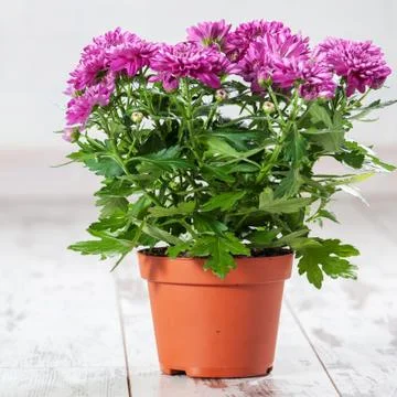 Flower in pot Stock Photos