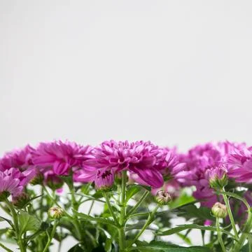 Flower in pot Stock Photos