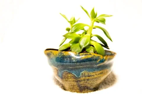 A flower pot Stock Photos