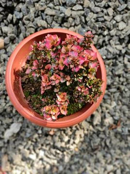 Flower Pot Stock Photos