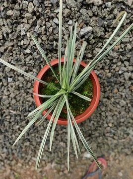 Flower Pot Stock Photos