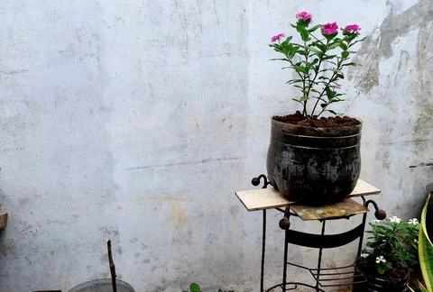 Flower in a pot Stock Photos