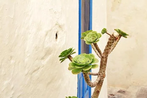 Flower in a pot Stock Photos