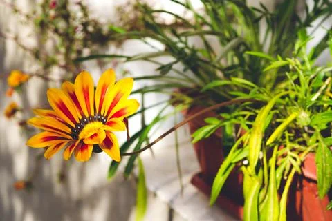 Flower in a pot Stock Photos
