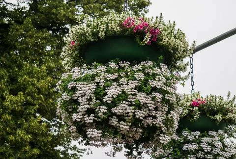 Flower pot on a pillar with white geranium flowers. Foto stock