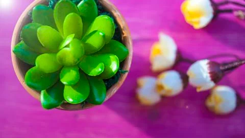 Flower in the pot on the pink table Stock Photos