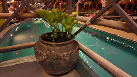Flower in a pot by the pool Stock-Footage 309128569
