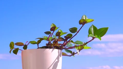 Flower In A Pot Slow Motion Stock Footage 128185126