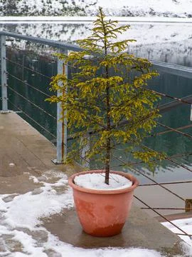 Flower pot with snow Stock Photos