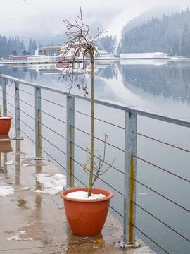 Flower pot with snow Stock Photos