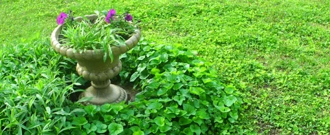 Flower pot in spring anamorphic shot Stock Footage 107360056