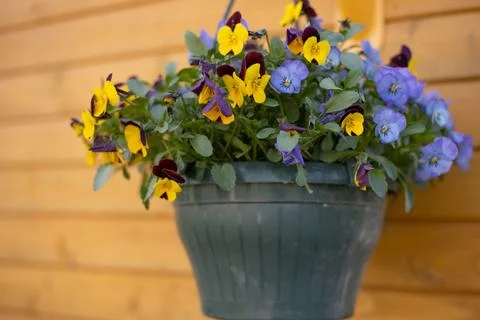 A flower pot with spring flowers near the wooden wall and window of the house. Fotos de archivo