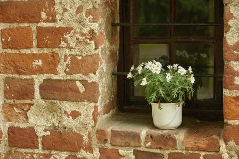 Flower pot stands in the window of a brick building Fotos de archivo