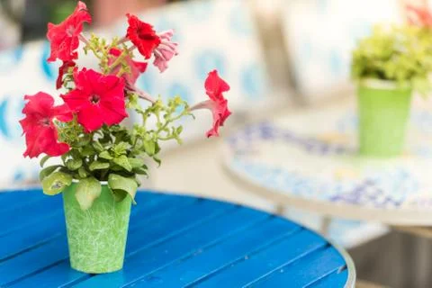 Flower pot on table in cafe Stock Photos