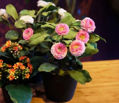Flower pot on the table Stock Photos