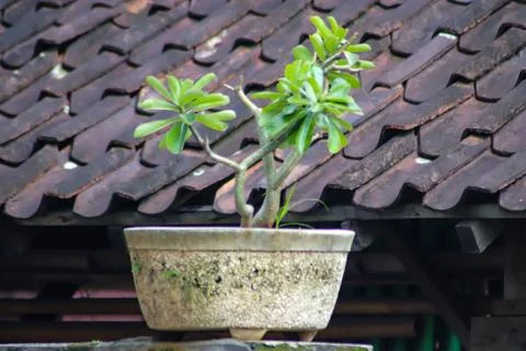 Flower pot on the tile - Image 写真素材