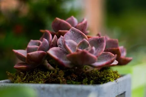 A flower pot with the tree Stock Photos