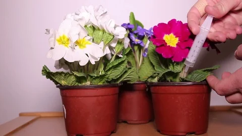 Flower In A Pot, Watering Stock Footage 73337932