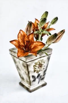 Flower in the pot on a white background Stock Photos