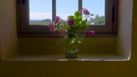 Flower Pot By The Window 2 Stock Footage 222047536