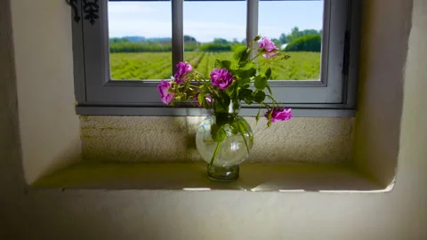 Flower Pot By The Window 3 Stock Footage 222047573