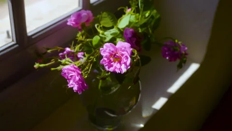 Flower Pot By The Window 4 Stock Footage 222047576