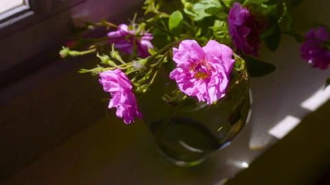Flower Pot By The Window 6 Stock Footage 222047605