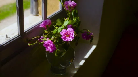 Flower Pot By The Window 7 Stock Footage 222047634