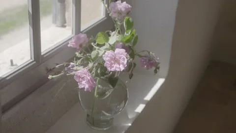 Flower Pot By The Window 7 - No LUT Version Stock Footage 222050723