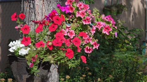 Flower Pot at windy weather Stock Footage 161182271