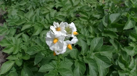 Flower potato Video stock 51507104