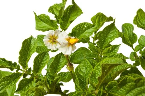 Flower potato Stock Photos