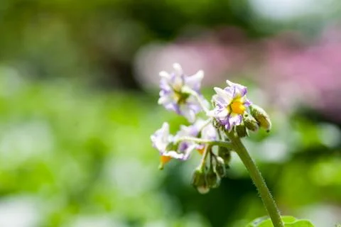 Flower of potatoes Stock Photos