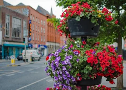 Flower Pots in Dublin Stock Photos