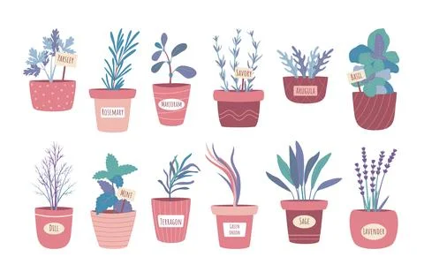Flower pots. Growing plants at home. Aroma herbs cultivation. Arugula and sage Stock Illustration