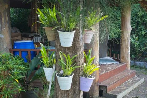 Flower pots hanging on the tree Stock Photos