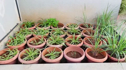 Flower pots lined up Stock Footage 234052057