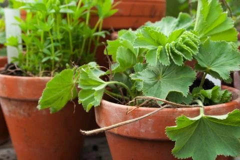 Flower pots Stock Photos