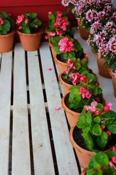 Flower pots Foto stock