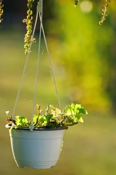 Flower in pots Stock Photos